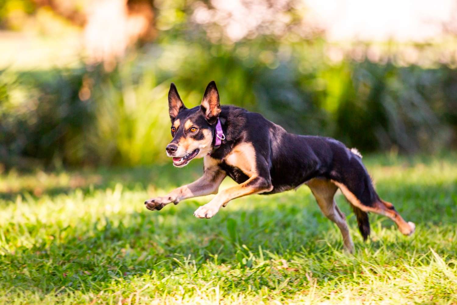 What is dog prey drive? 4 Signs of prey drive & how to control it