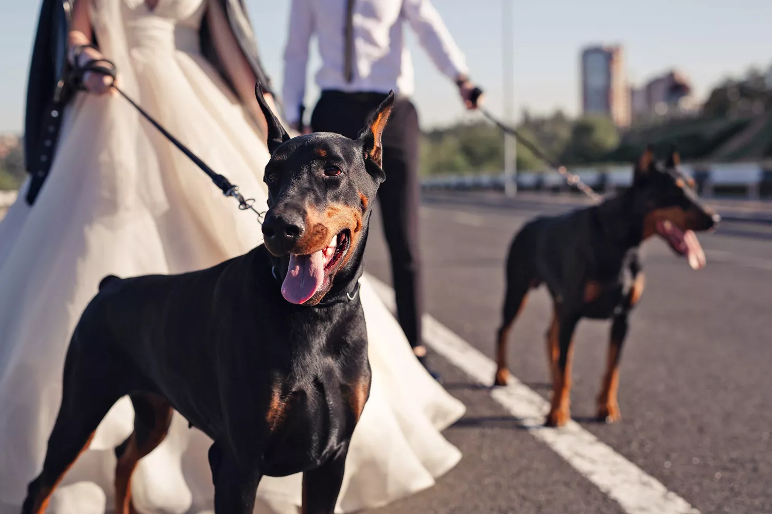 bride and groom with their two dogs