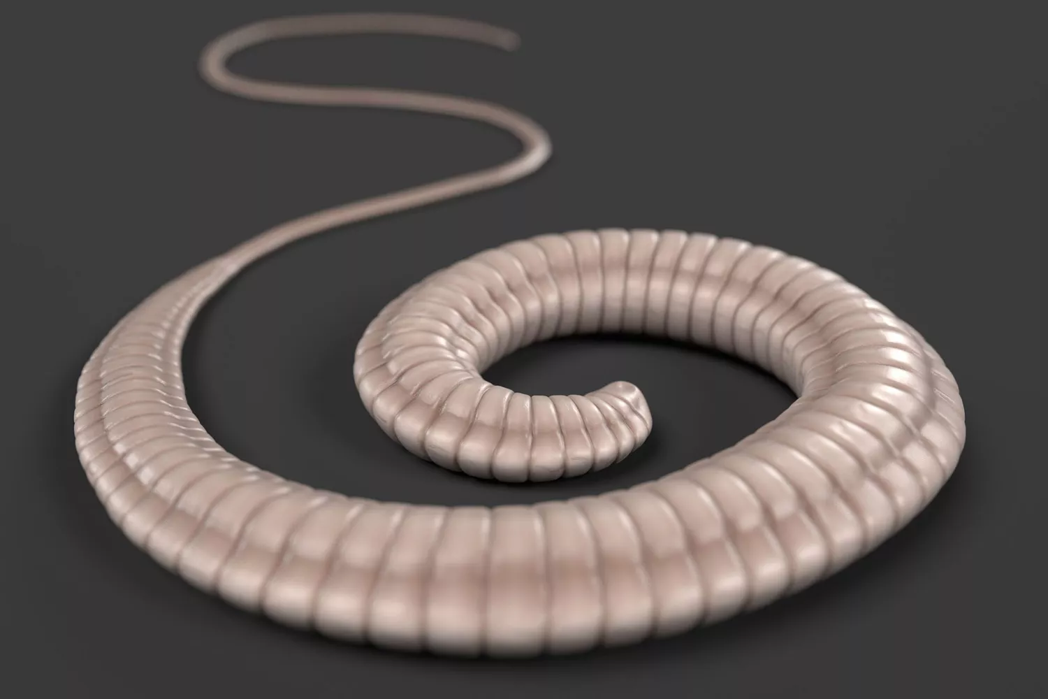 rendering of a whipworm