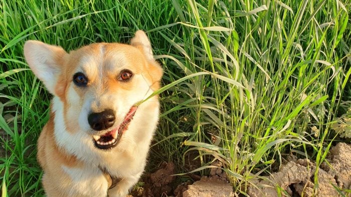 Corgi lying on the ground chewing on grass