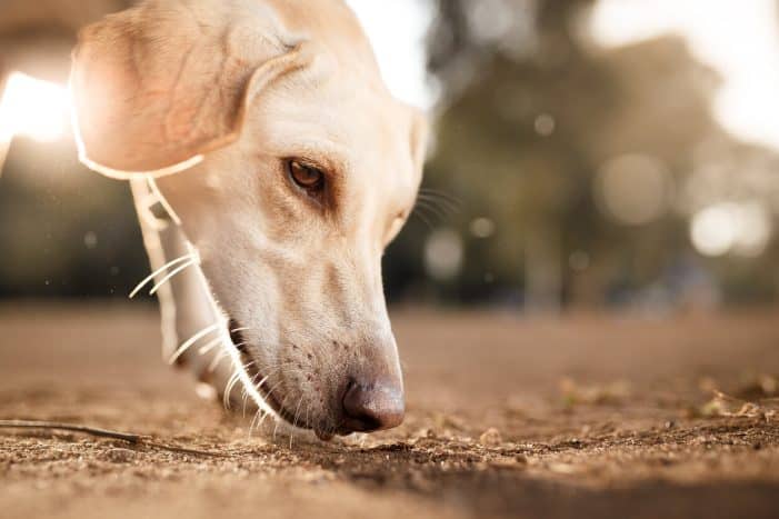 Dog sniffing vomit outside in dirt