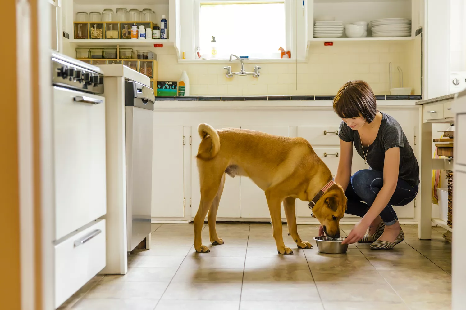 a woman bends down to feed a large, tan dog in a kitchen