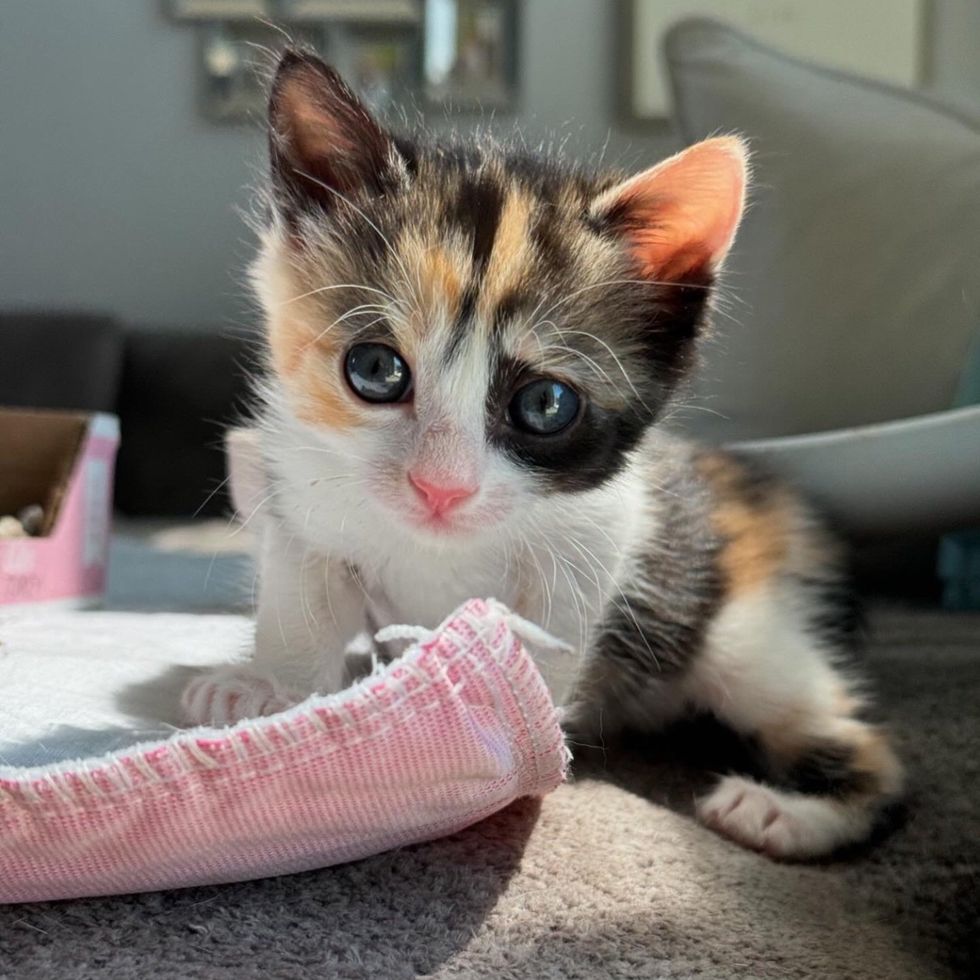 calico kitten sweet