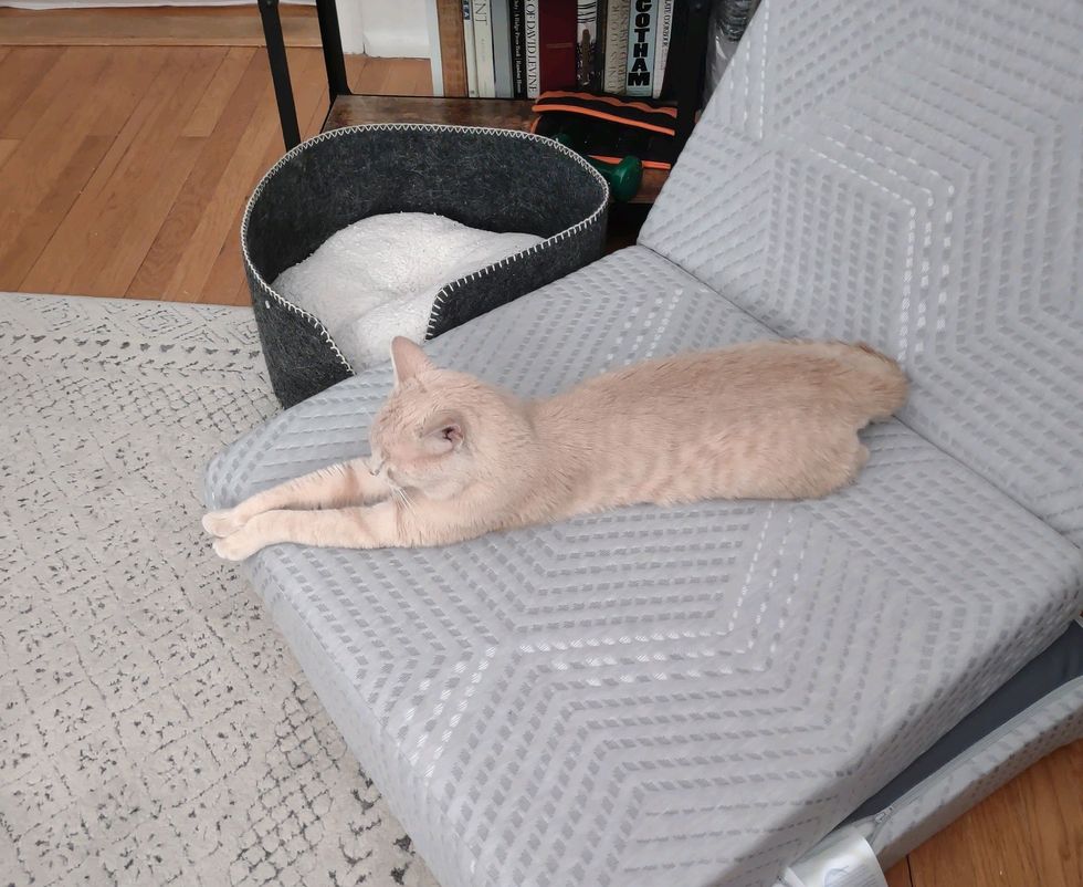 fluffy cat lounging stairs