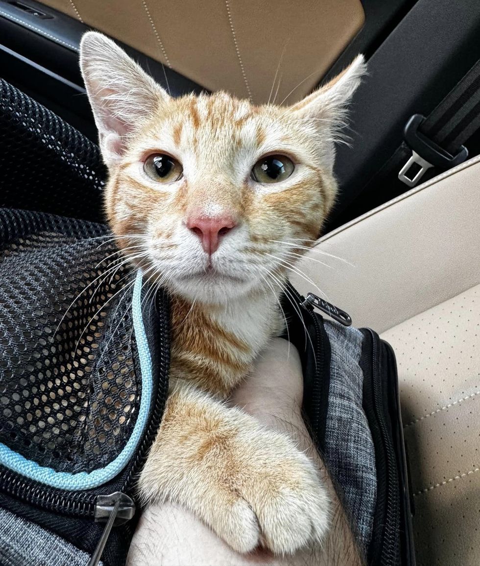 stray cat rescued carrier