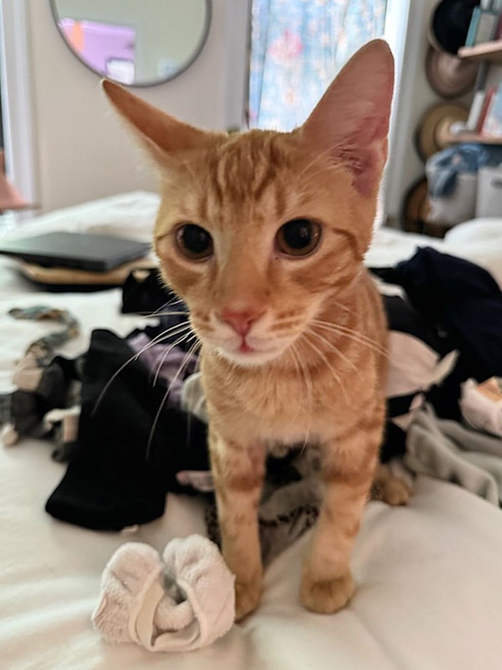 tabby cat kitten laundry