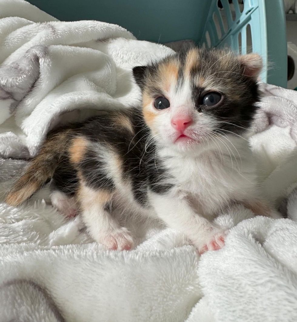 kittens siblings rescued