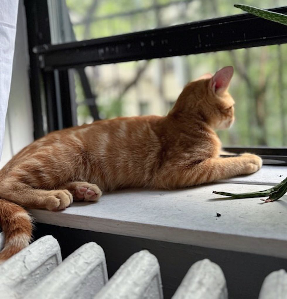 cat window watching