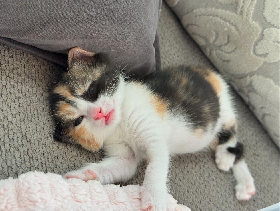 calico kitten foster home